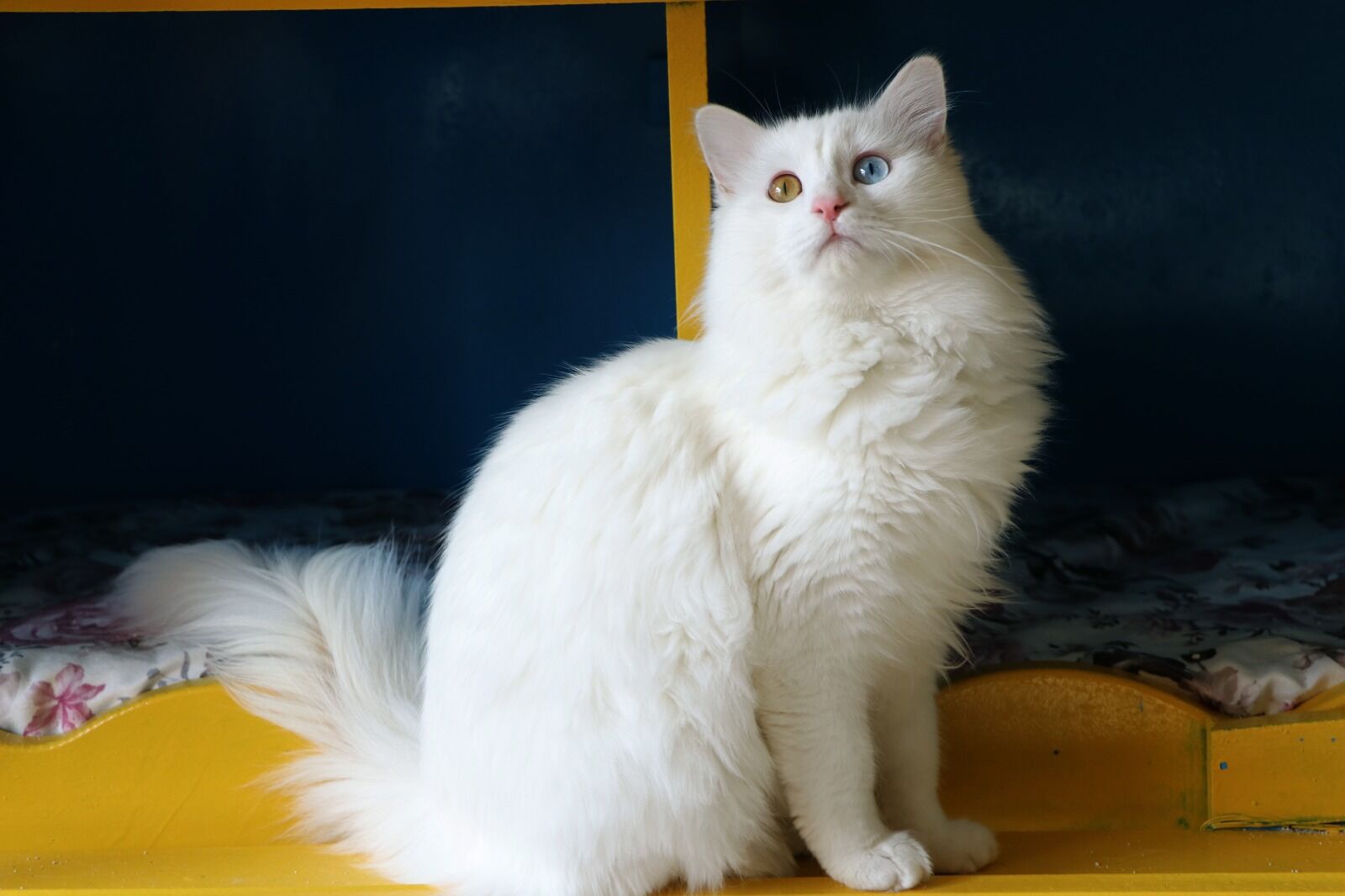 2024’ T E V A N K E D I V I L L A S I’ N A 200 B I N Z I Y A 494381 146301