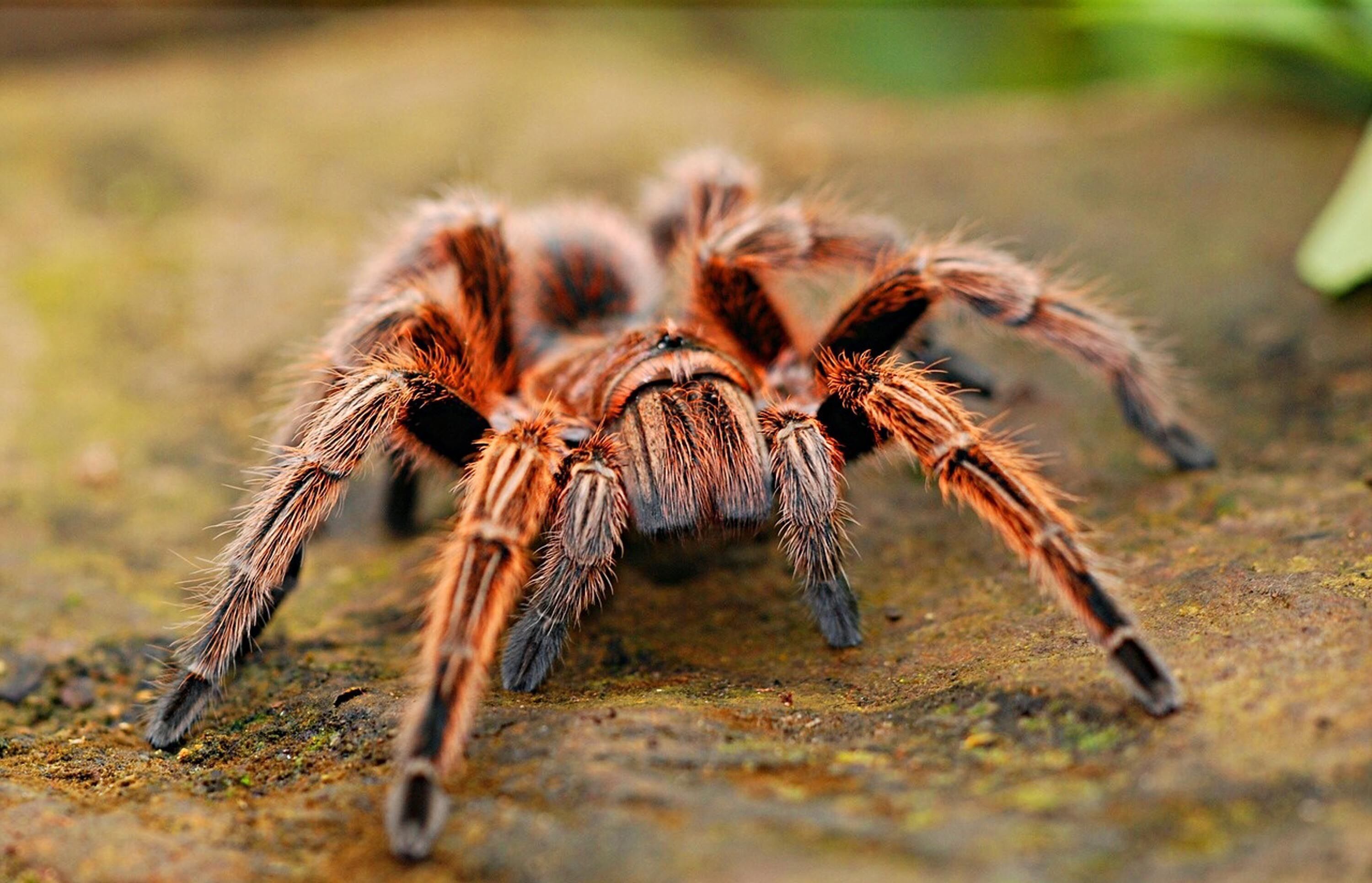 İnternette yasa dışı tarantula satışı - CGTN Türk