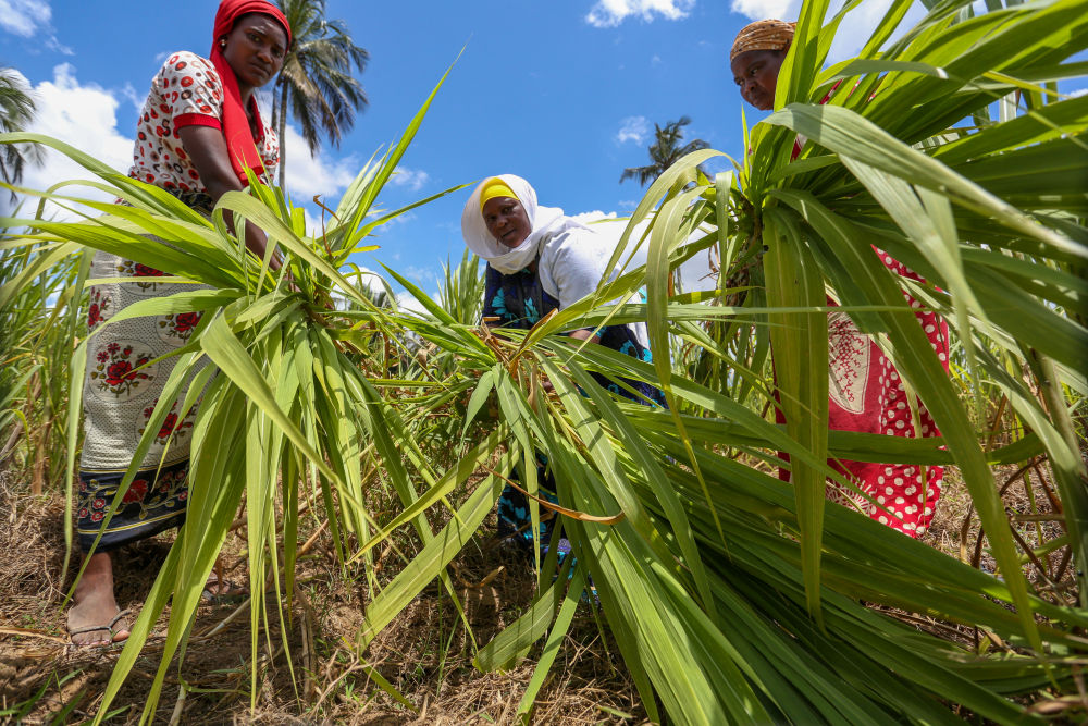 Tanzanya'nın Zanzibar adasında mantar otu hasadı yapan kadınlar. Çin, mantar otu yetiştirme teknolojisi ile dünya çapında 106 ülkede kadınların istihdamını artırmaya yardımcı oldu.