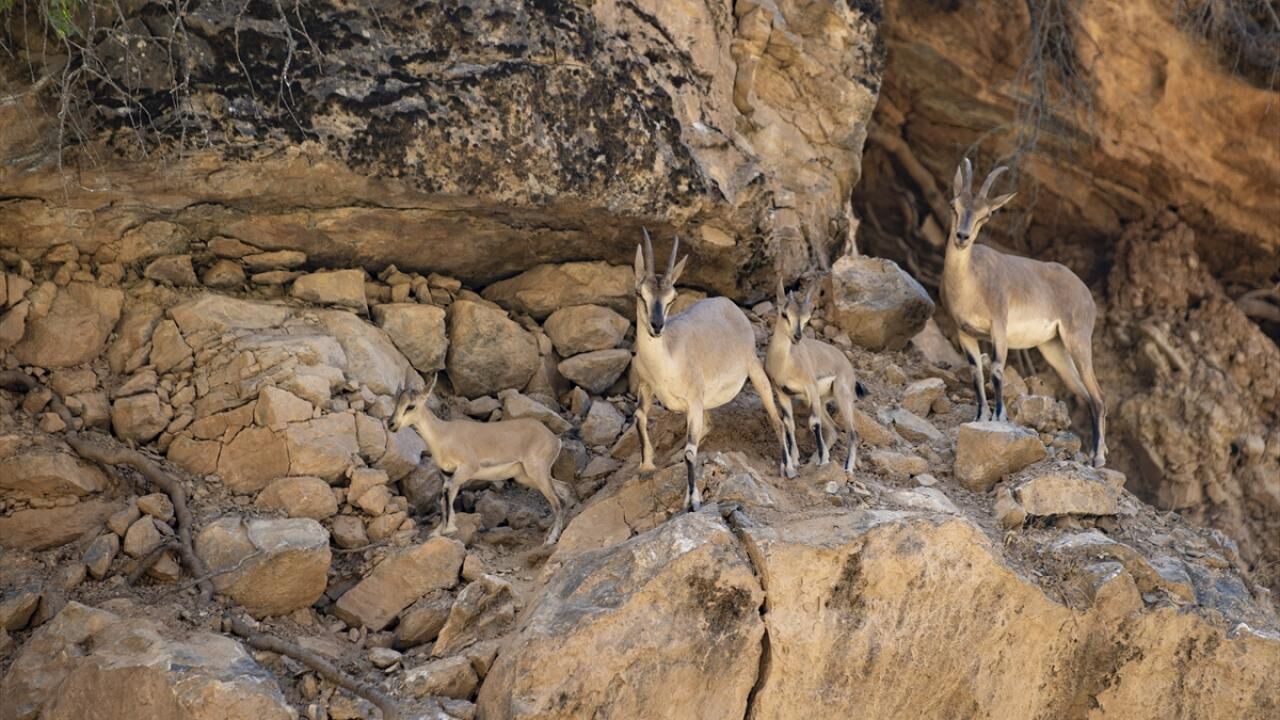 Tunceli'de dağ keçisi avı süresiz yasaklandı