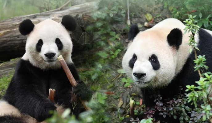 Pingping ve Fushuang adlı iki dev panda ABD’ye ulaştı