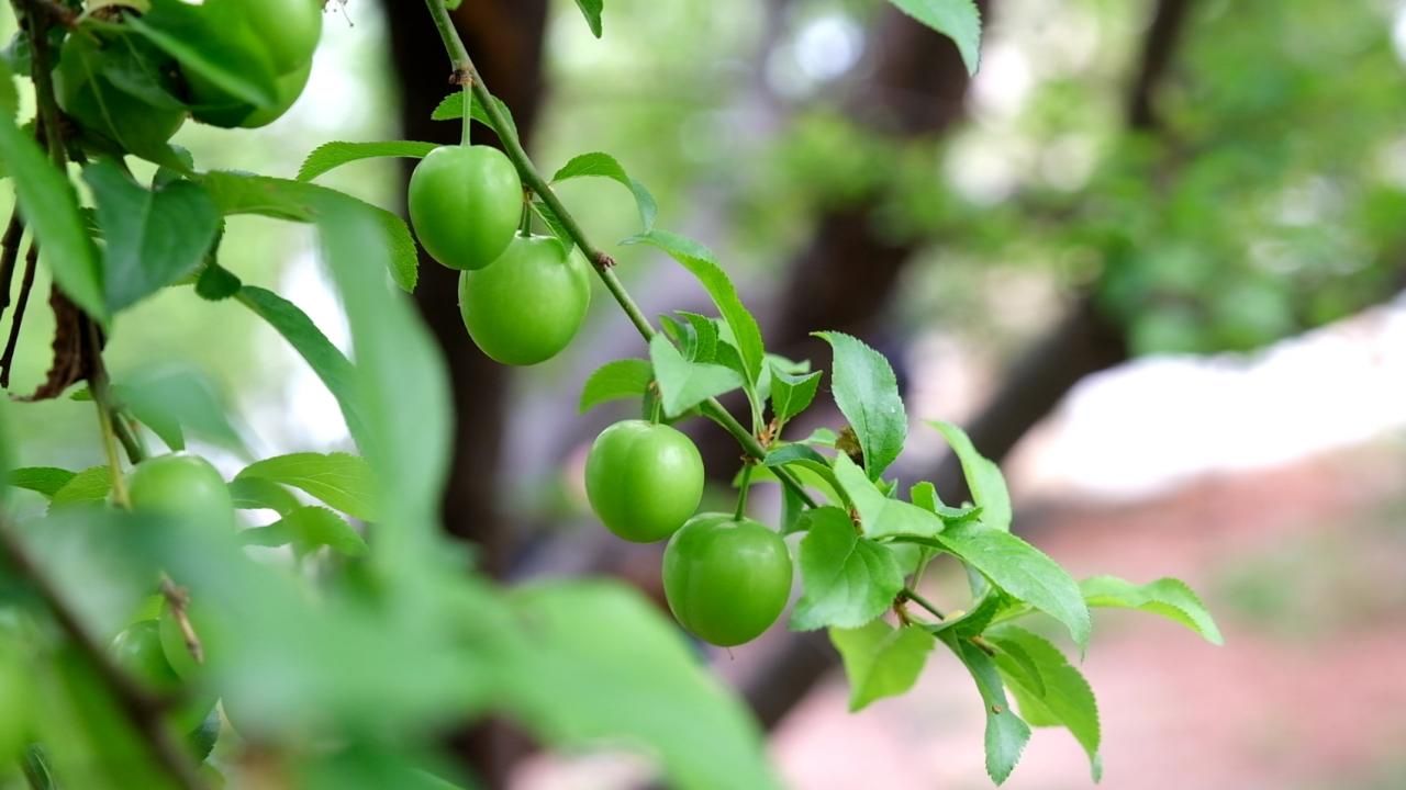 Fiyatı dudak uçuklattı! 2025'in ilk eriği ne kadar? Erik fiyatları bu yıl nasıl olacak?
