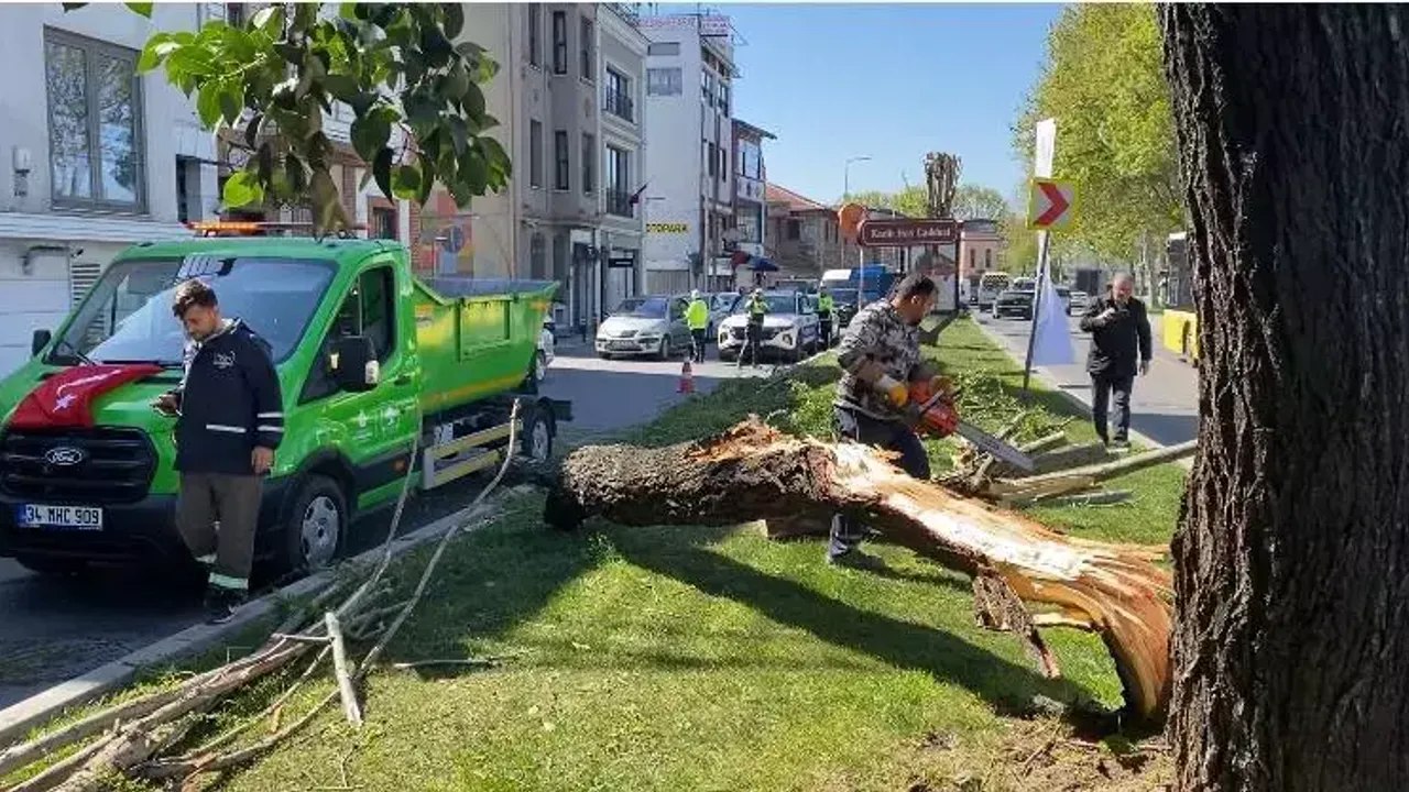 İstanbul'da fırtına: Ağaçlar otomobillerin üzerine devrildi