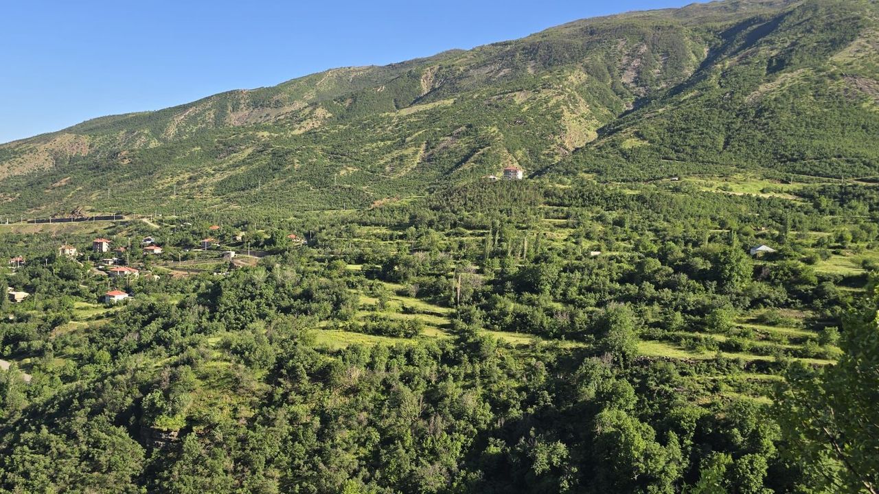 Şırnak'ta ormanlara girişler yasaklandı