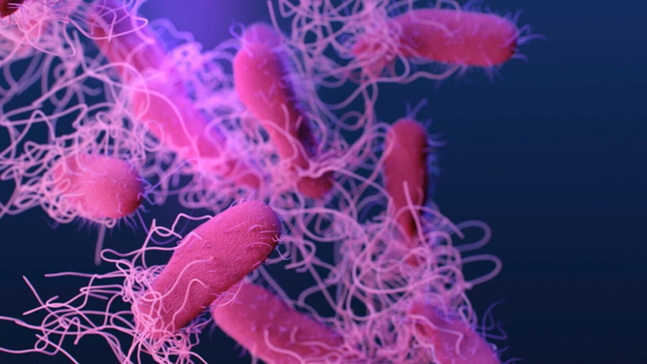 Avrupa’da salmonellalı yumurta alarmı: 306 kişi hastalandı