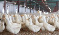 Ördek eti bile hedefte: AB'nin korumacılığı sınırları zorluyor mu?