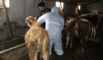 Şap hastalığı nedir? Şap hastalığı belirtileri, tedavisi var mı? Şap nasıl bulaşır?