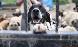 Sokak köpekleri düzenlemesi bugün komisyonda görüşülecek