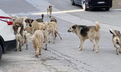 Sokak hayvanları düzenlemesinde sona gelindi