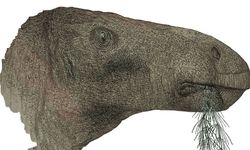 İngiltere'de yeni bir dinozor türüne ait fosil bulundu