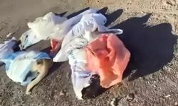 Çuvallarda ölü köpekler bulunmuştu! 4 kişi gözaltına alındı