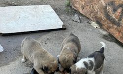 Ankara'da 5 köpek ölü bulundu; zehirlendikleri iddia edildi