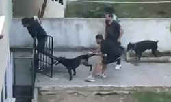 Maltepe'de pitbull cinsi köpek bir kişiye saldırdı