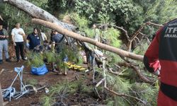 Muğla'da kuvvetli rüzgarda ağaç devrildi: 3 yaralı