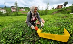 ÇAYKUR'da randevulu çay alımı sona erdi