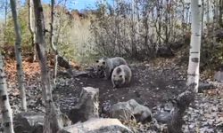 Nemrut Kalderası'nda ziyaretçilere bozayı sürprizi