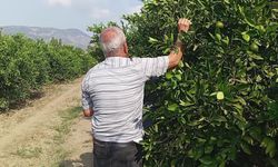 Zarar eden mandalina üreticisi: "Çiftçilik bitti. Devletin sahip çıkması lazım"