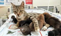 4 yavru doğuran kedi, 2 yavru köpeğe sütanne oldu