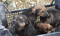 Su tahliye borusuna sıkışan yavru köpekler kurtarıldı