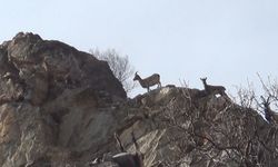 Koruma altındaki yaban keçileri, Tunceli’de görüntülendi