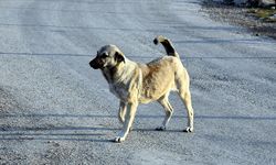 Kopan elektrik teline temas eden köpek öldü