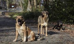 Raylara bağlanan köpek vatmanın dikkati sayesinde kurtarıldı