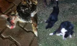 Bursa'da vahşet: 5'i yavru 6 köpek ve 1 kedi zehirlenmiş halde bulundu