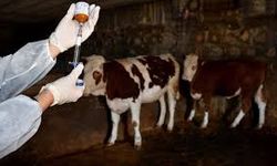 Pertek ilçesi şap hastalığı nedeniyle karantinaya alındı