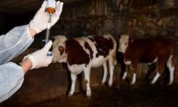 Almanya’da şap hastalığı nedeniyle canlı hayvan nakil yasağı uzatıldı