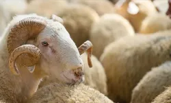 Bayramda yaklaşık 3,3 milyon kurbanlık kesilmesi bekleniyor