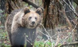 Japonya’dan tartışmalı hamle: Vahşi hayvanlara karşı silah kullanımı yasalaştı