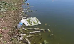 Sulama göletindeki balık ölümlerine inceleme