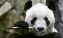 Japonya'daki dört panda Haziran'da Çin'e dönüyor
