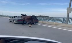 Atı hareket halindeki araca bağlayıp koşturdular; 2 gözaltı