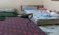 Eve giren yılanı, itfaiye görevlileri yakaladı