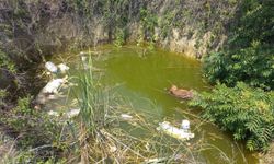Edirne'de su dolu çukurda ölü köpekler bulundu