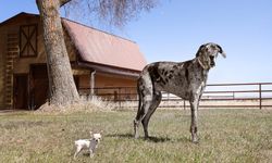 Dünyanın en büyük ve en küçük köpekleri bir araya geldi
