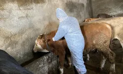 Sivas'ta şap karantinası
