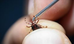 1,5 yaşındaki bebek kene nedeniyle hayatını kaybetti