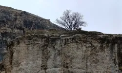 Tunceli’de uçurumdan düşen kişi hayatını kaybetti
