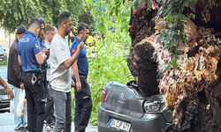 Beşiktaş’ta 150 yıllık ağaç devrildi: 3 araç kullanılamaz hale geldi