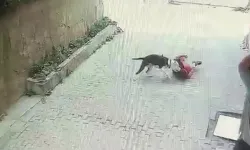 Pitbull cinsi köpeğin saldırdığı 7 yaşındaki çocuk yaralandı