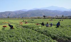 Hatay'da devrilen midibüsteki 25 tarım işçisi yaralandı