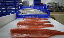 Doğu Karadeniz'in 5 aylık somon ihracatı rekor kırdı