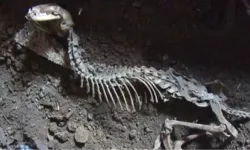 Çin'de yeni bir dinozor türüne ait fosil bulundu
