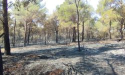 Çanakkale yangını sonrası tahribat görüntülendi
