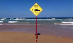 Isınan okyanuslar köpekbalıklarını zorluyor