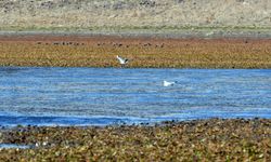 Asboğa Gölü'nde su 60 metre çekildi
