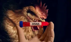 Dünyada ilk ölüm; H5N5 kuş gribi virüsü ilk kez insana bulaştı