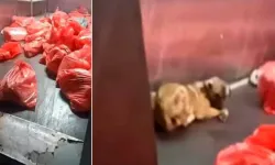 Ankara’da barınak iddiası infial yarattı: Görüntüler yargıda